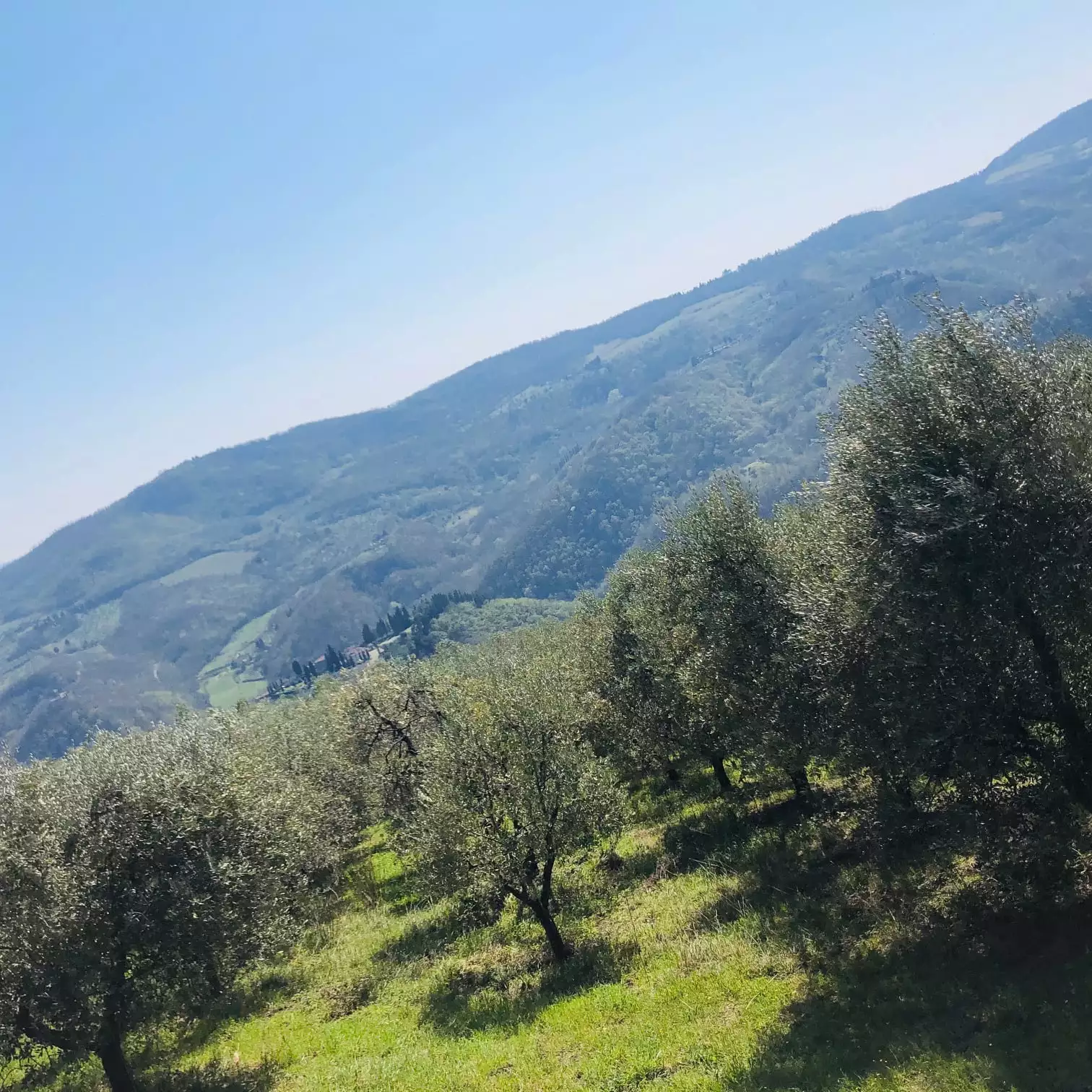 Il Frantoio Pavi