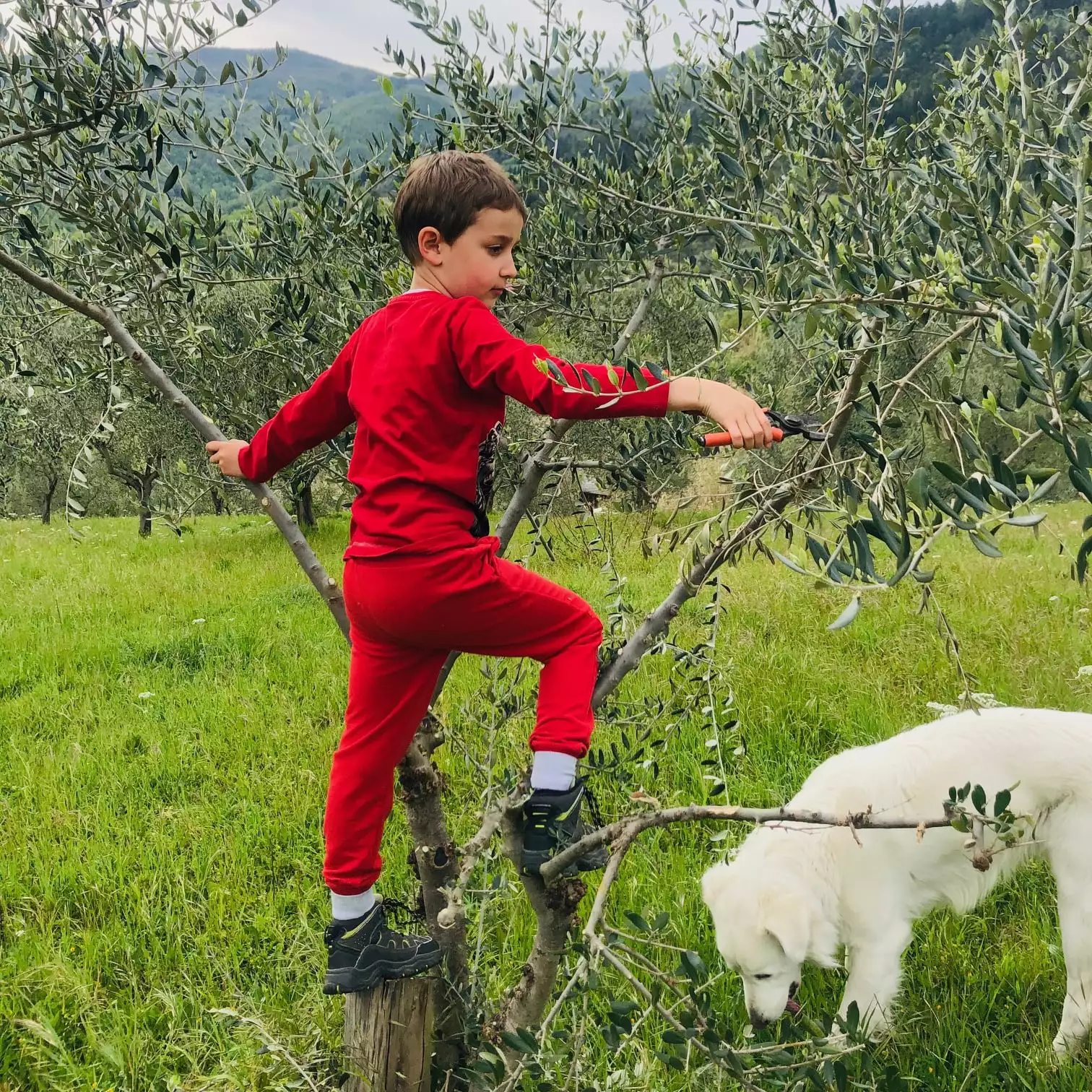 Il Frantoio Pavi