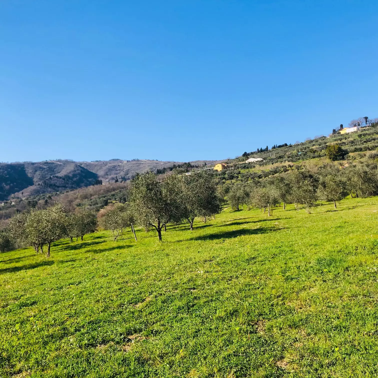 Il Frantoio Pavi