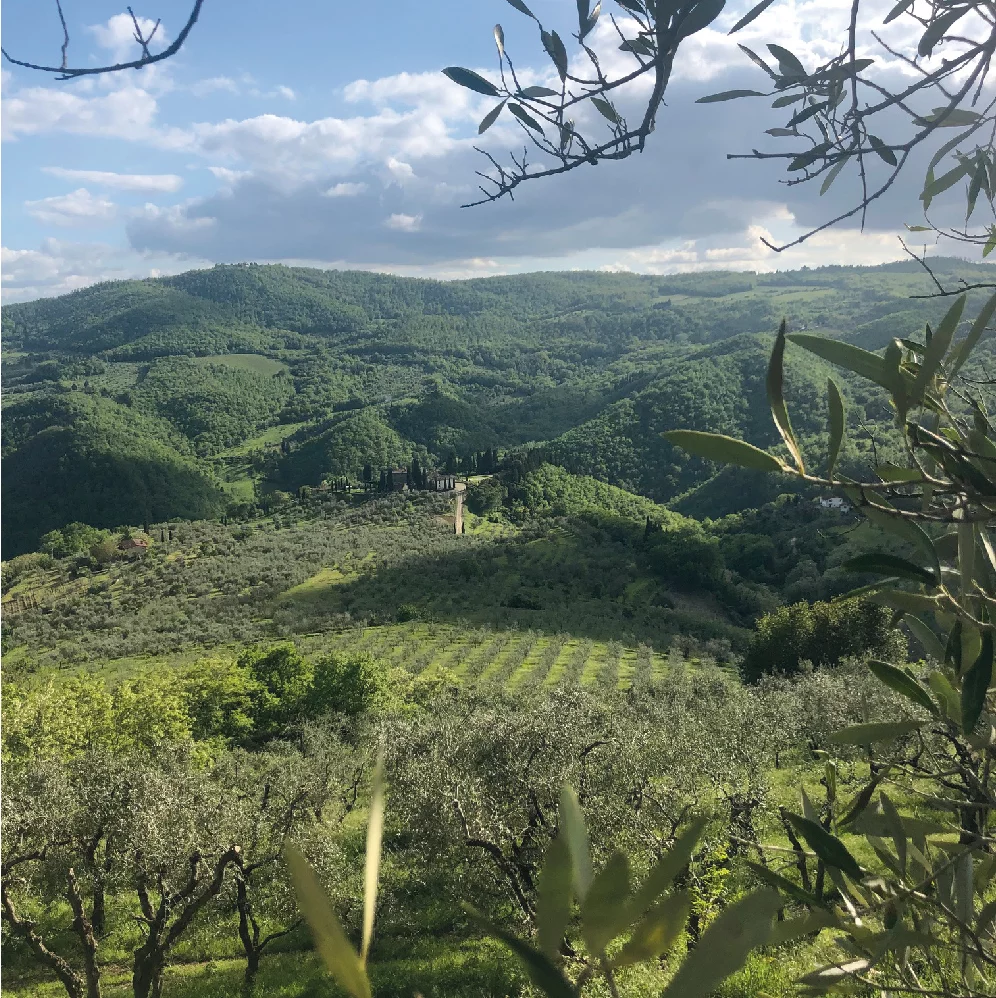 Il Frantoio Pavi - Frangitura