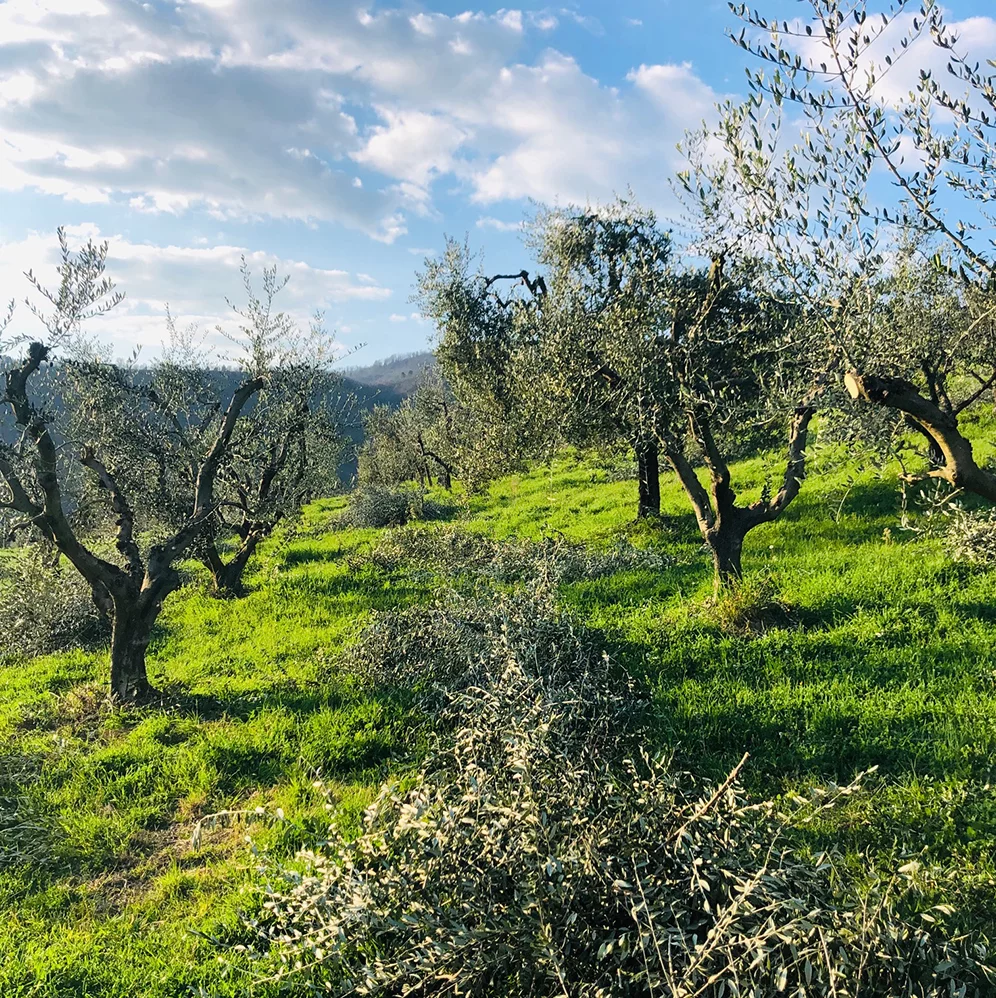 Il Frantoio Pavi - Frangitura